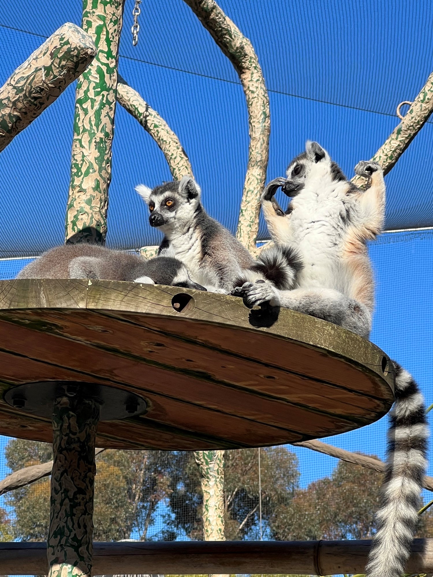 /uploaded_files/media/gallery/1659494480zoo 1.jpg